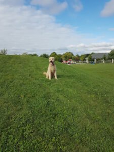 Soccer Field image 1