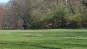 Soccer Field image 1