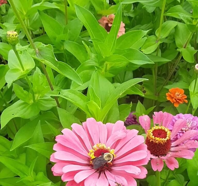 Soccer Field image 3