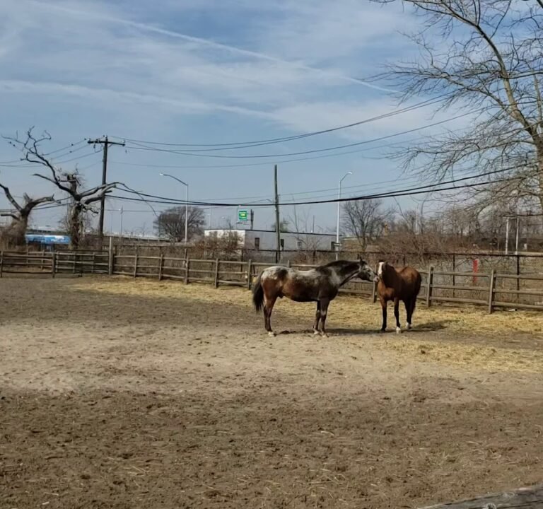 Soccer Field image 2