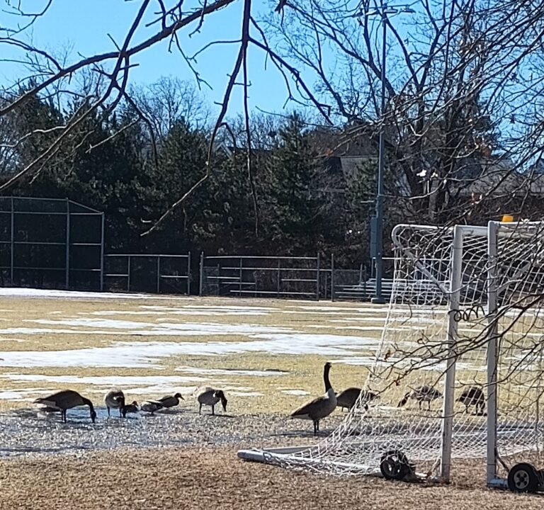 Soccer Field image 3