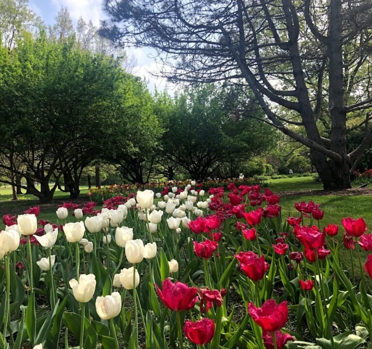 Soccer Field image 2