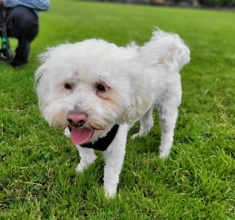 Soccer Field image 2