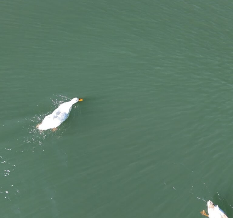 Soccer Field image 3