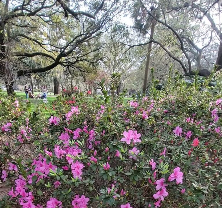 Soccer Field image 3