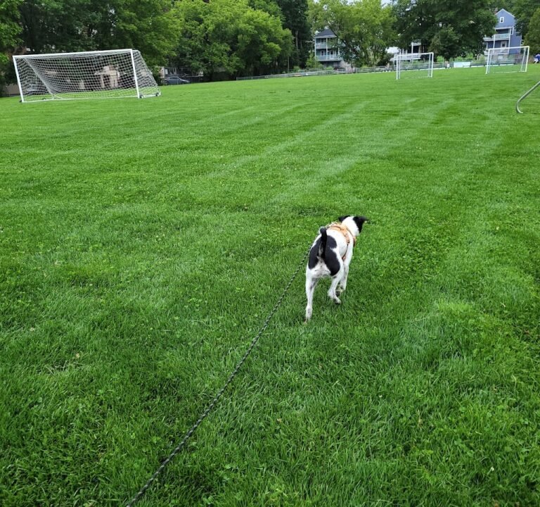 Soccer Field image 2