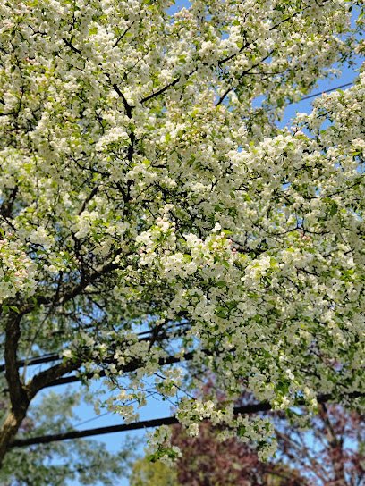 Soccer Field image 1