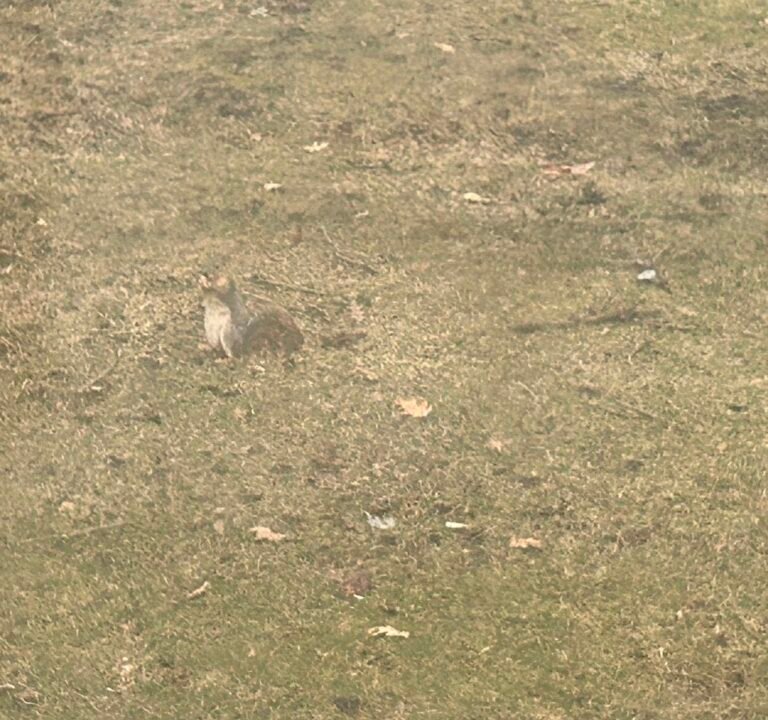 Soccer Field image 3