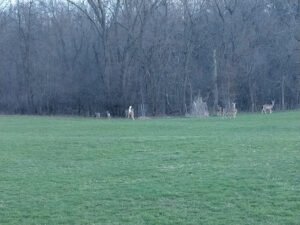 Soccer Field image 1