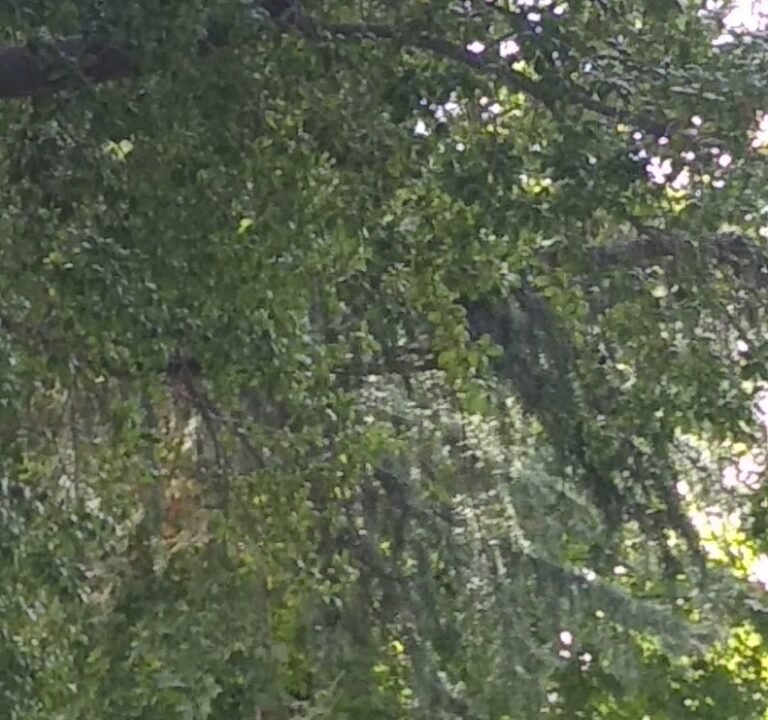 Soccer Field image 4