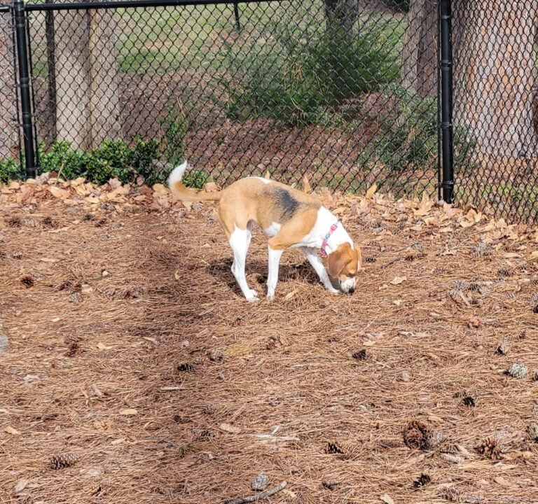 Soccer Field image 3