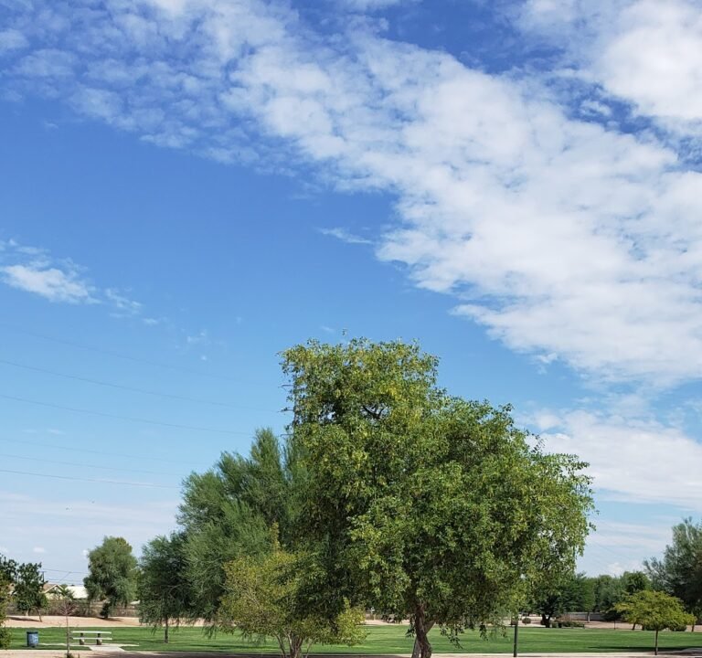 Soccer Field image 2