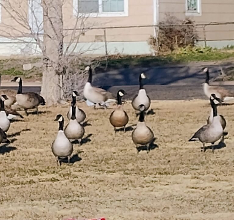 Soccer Field image 3