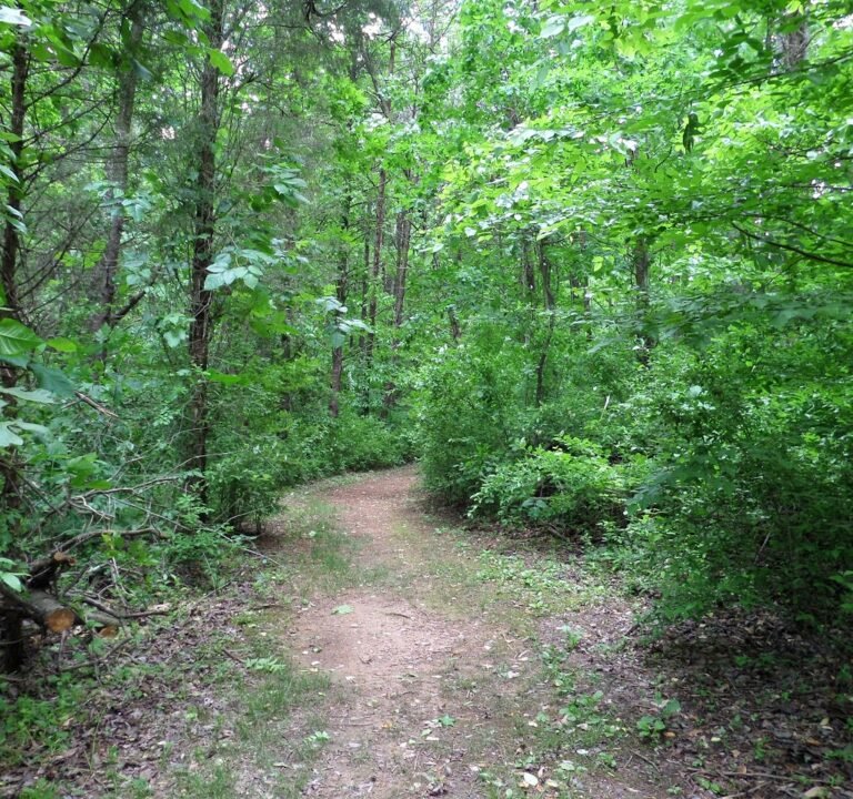 Soccer Field image 2