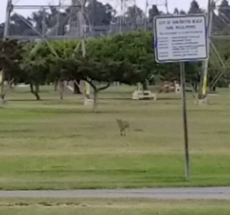 Soccer Field image 4