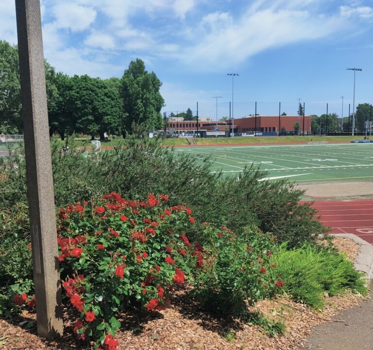 Soccer Field image 2