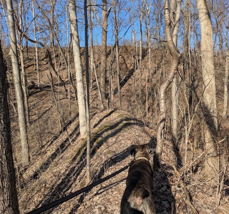 Soccer Field image 3