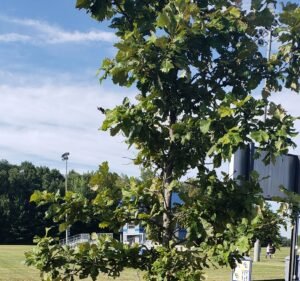Soccer Field image 2