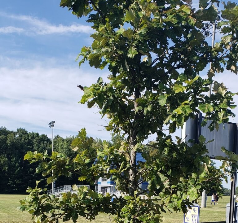 Soccer Field image 2