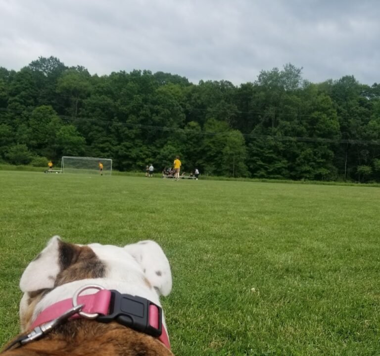 Soccer Field image 2