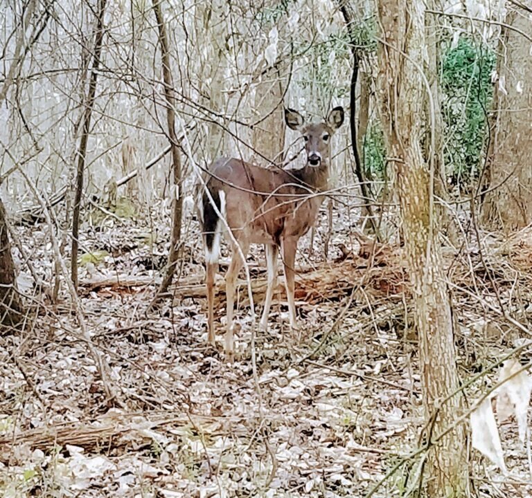 Soccer Field image 2
