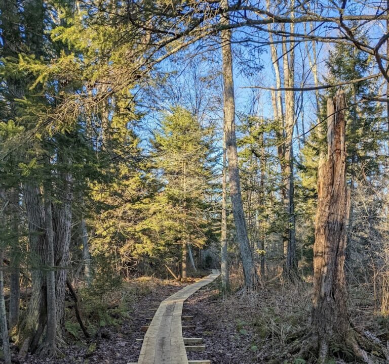 Soccer Field image 2