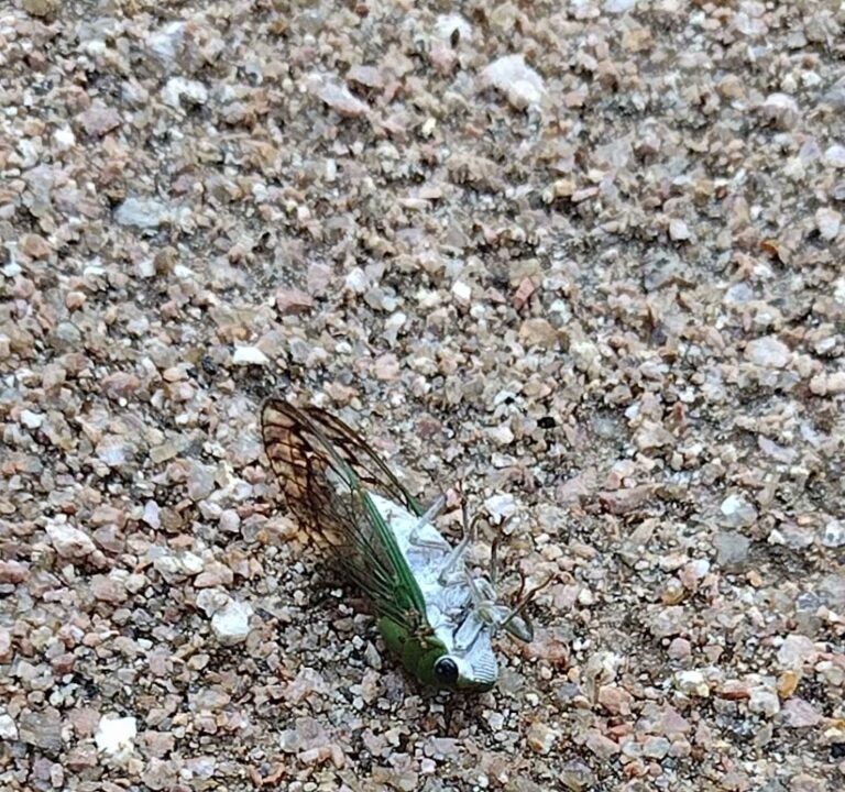 Soccer Field image 4