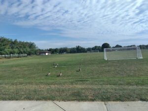 Soccer Field image 1