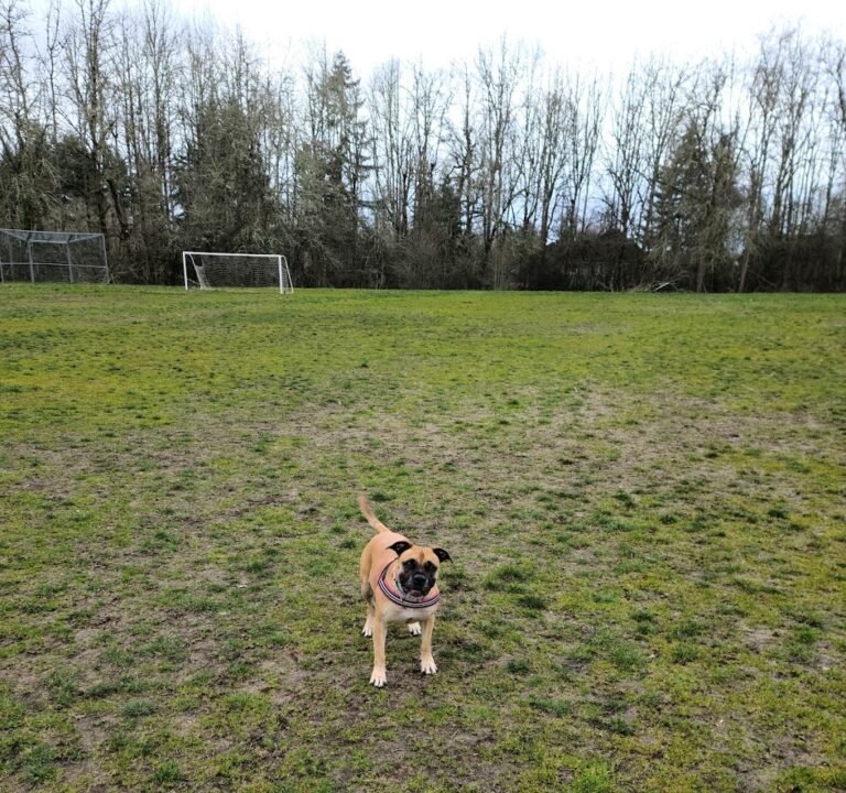 Soccer Field image 2