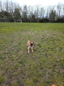 Soccer Field image 1