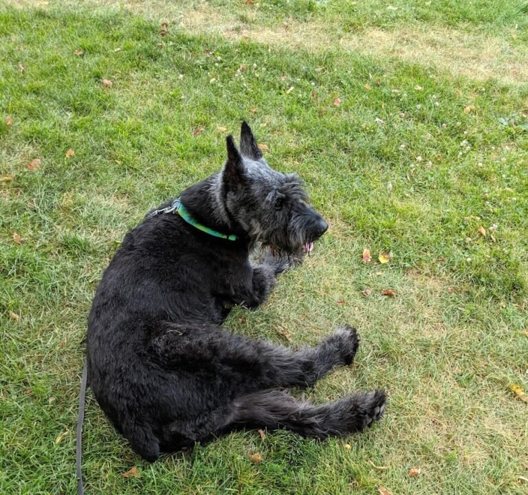 Soccer Field image 2