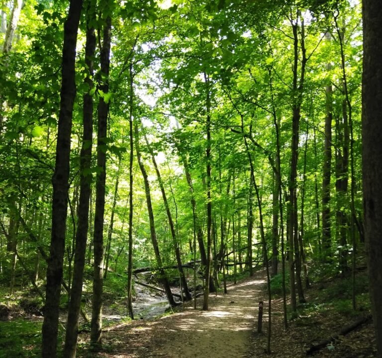 Soccer Field image 2