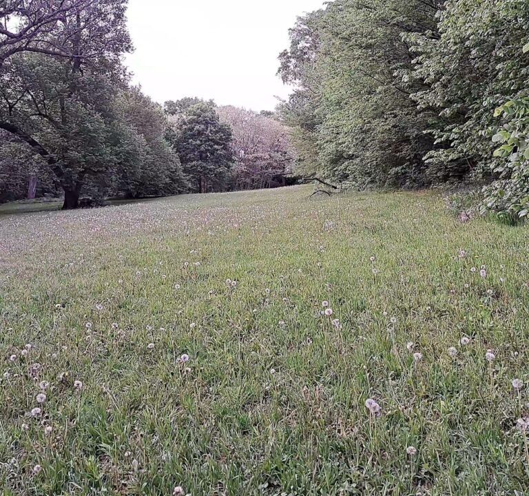 Soccer Field image 4