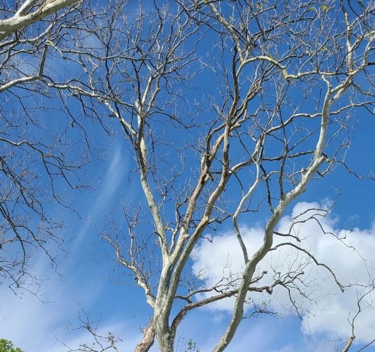 Soccer Field image 2