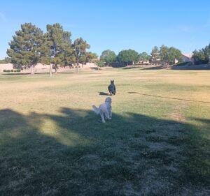 Soccer Field image 2