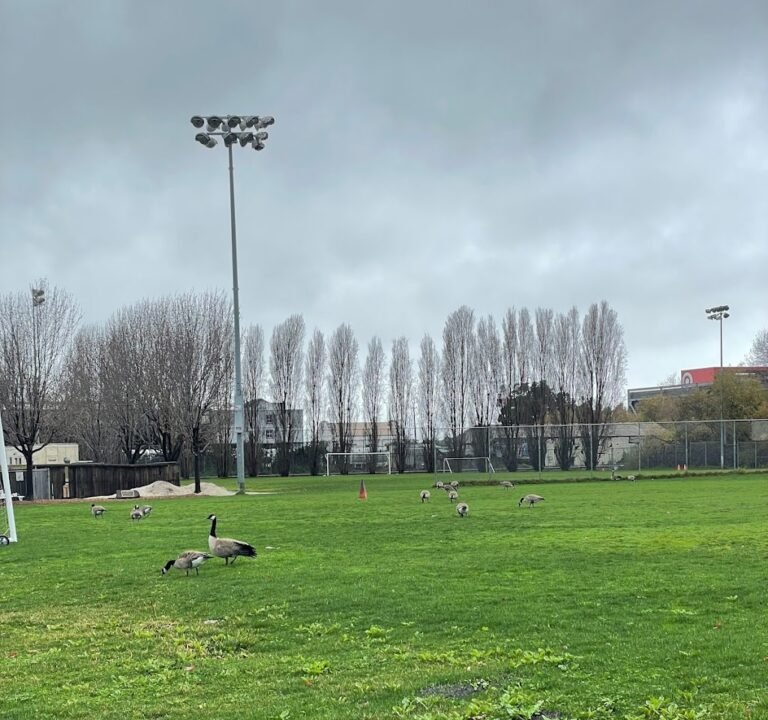 Soccer Field image 2