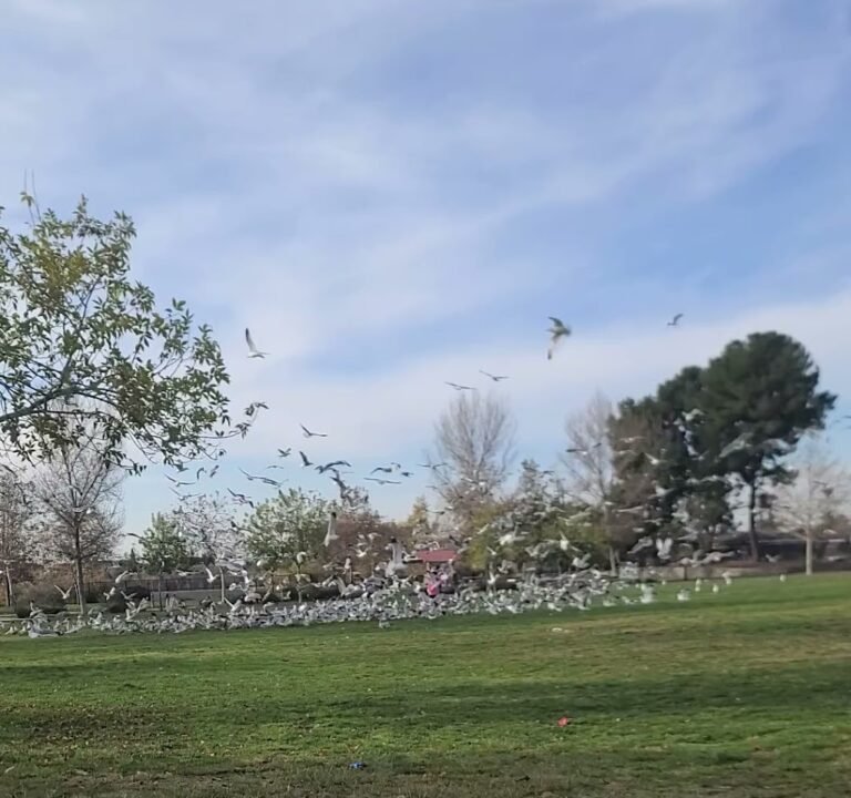 Soccer Field image 4