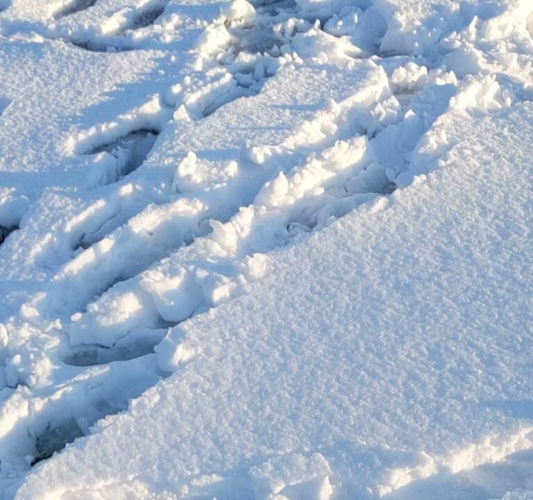 Soccer Field image 4