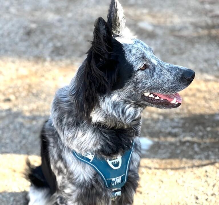 Soccer Field image 2