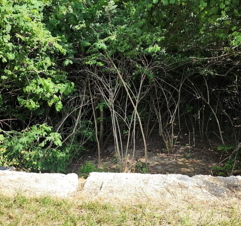 Soccer Field image 2