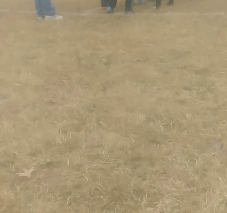 Soccer Field image 4