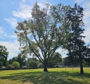 Soccer Field image 2