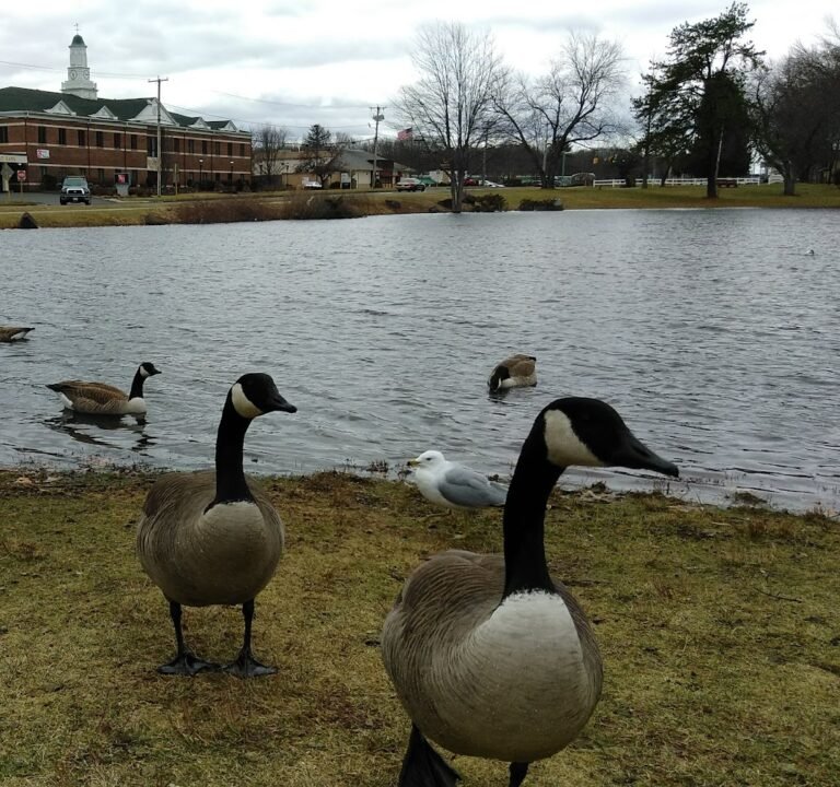 Soccer Field image 2