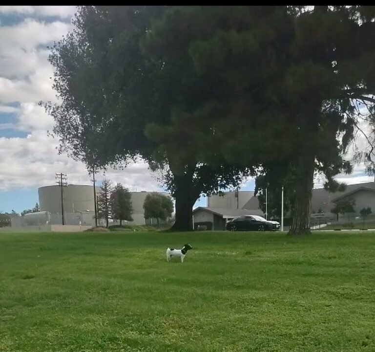 Soccer Field image 4