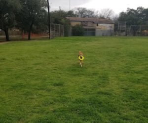 Soccer Field image 1