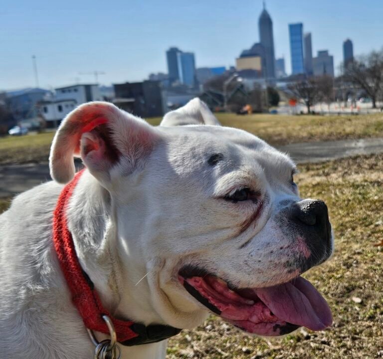 Soccer Field image 3