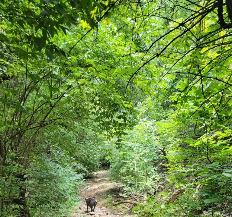 Soccer Field image 2