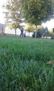 Soccer Field image 1