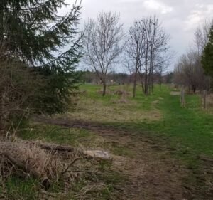 Soccer Field image 4