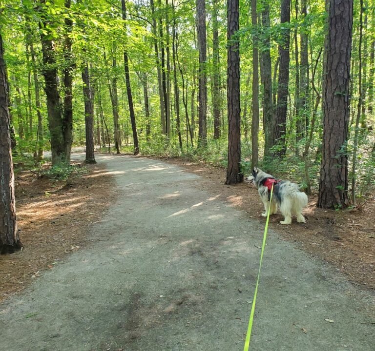 Soccer Field image 2